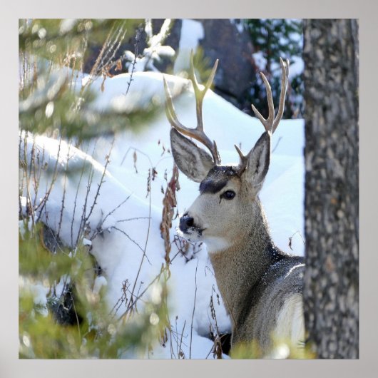 雪の中の鹿 ポスター (正面)
