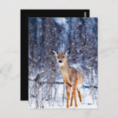 雪の中の鹿 ポストカード (正面/裏面)