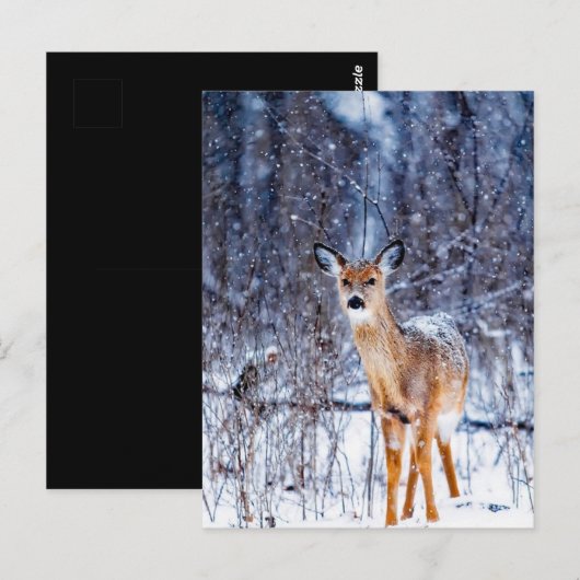 雪の中の鹿 ポストカード (正面/裏面)