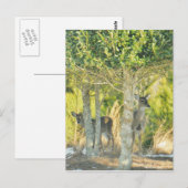 雪の中の鹿 ポストカード (正面/裏面)