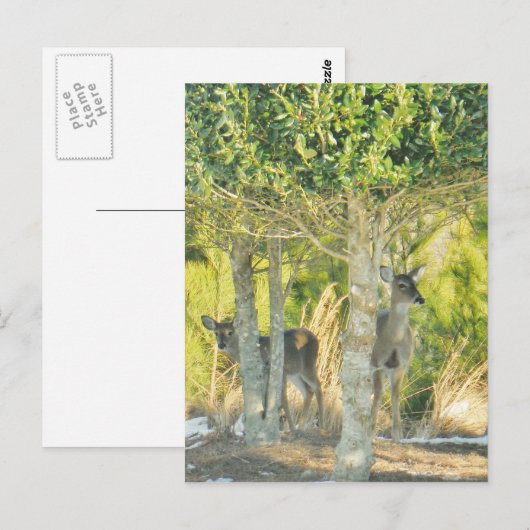 雪の中の鹿 ポストカード (正面/裏面)