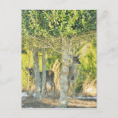 雪の中の鹿 ポストカード (正面)