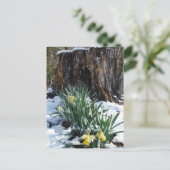 雪の中の黄色の水仙 ポストカード (スタンド正面)