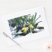 雪の中の黄色の水仙 長方形シール (封筒)