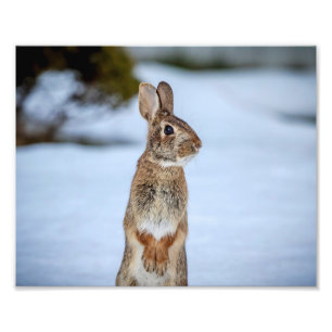 雪の中の10x8うさぎ フォトプリント