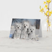 雪の中の3匹のウェスティー カード (黄色い花)