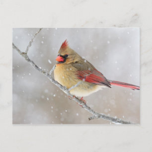 雪の中の(鳥)ショウジョウコウカンチョウ シーズンポストカード