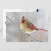 雪の中の（鳥）ショウジョウコウカンチョウ（メス） シーズンカード (正面/裏面)