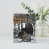 雪の中を歩き回る大きなガブラー、東部の野生の七面鳥 ポストカード (スタンド正面)