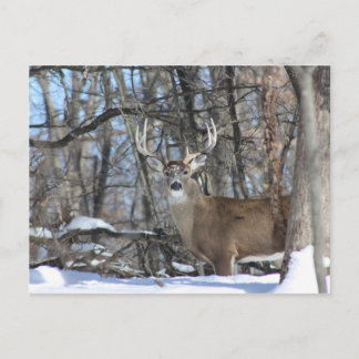 雪の中を深い ポストカード