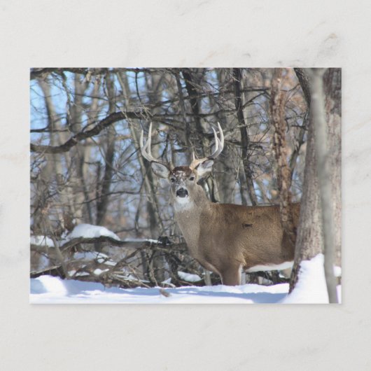 雪の中を深い ポストカード (正面)