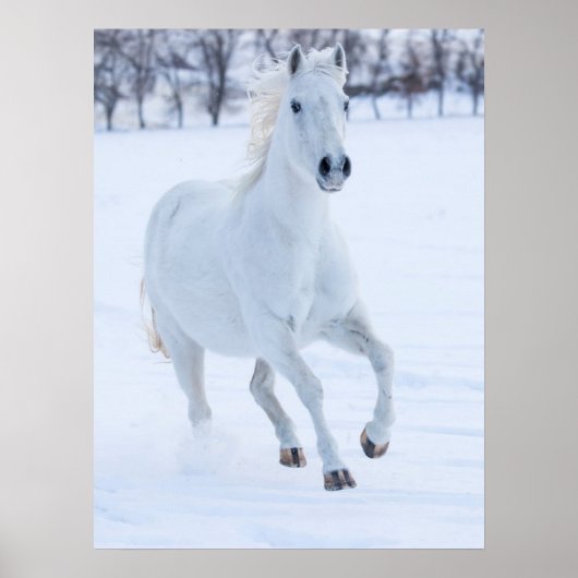 雪の中を走る白馬 ポスター (正面)