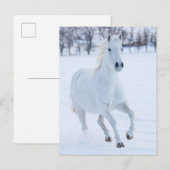 雪の中を走る白馬 ポストカード (正面/裏面)