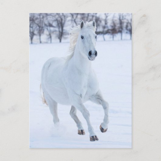 雪の中を走る白馬 ポストカード (正面)