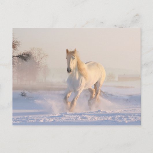 雪の中を走る美しい白馬 ポストカード (正面)