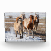雪の中を走る雑種の馬の群れ フォトブロック (正面)