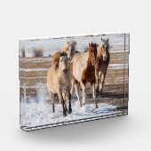 雪の中を走る雑種の馬の群れ フォトブロック (左)