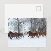雪の中を走る馬の群れ ポストカード (正面/裏面)