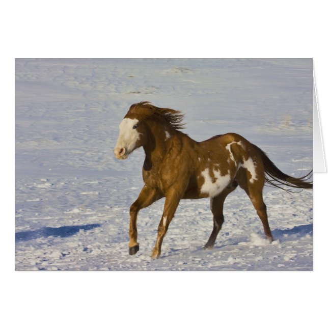 雪の中を走る馬 (正面横)