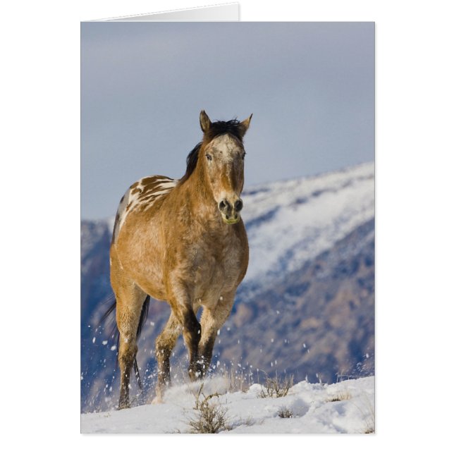雪の中を走る馬 (正面)