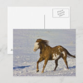 雪の中を走る馬 ポストカード (正面/裏面)