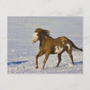 雪の中を走る馬 ポストカード
