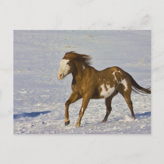雪の中を走る馬 ポストカード (正面)