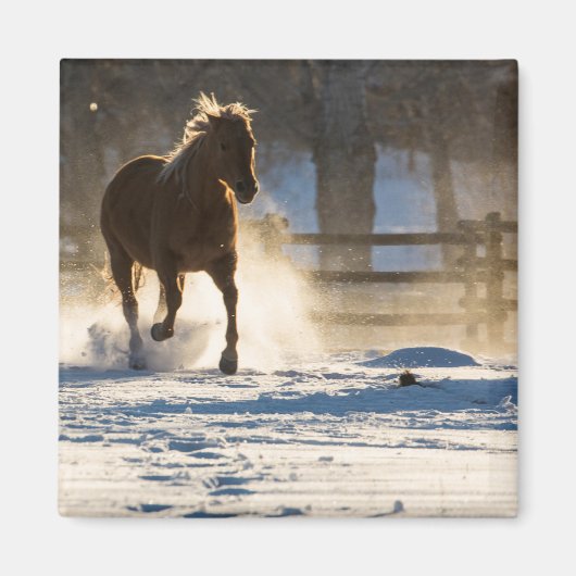 雪の中を走る馬 マグネット (正面)