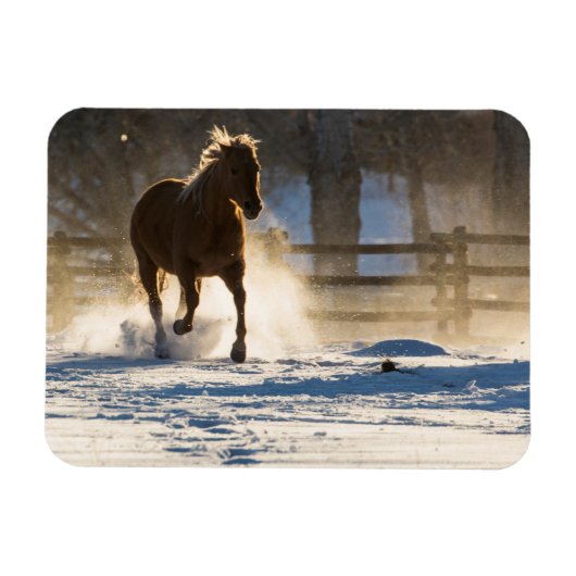 雪の中を走る馬 マグネット (横)