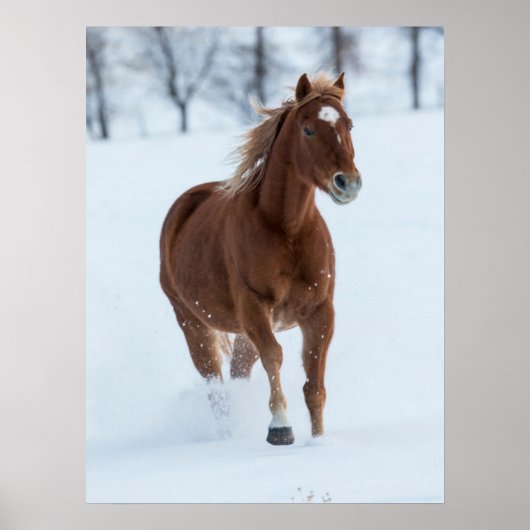 雪の中を駆ける一頭の馬 ポスター (正面)