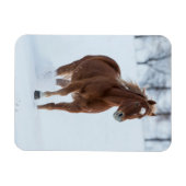 雪の中を駆ける一頭の馬 マグネット (横)