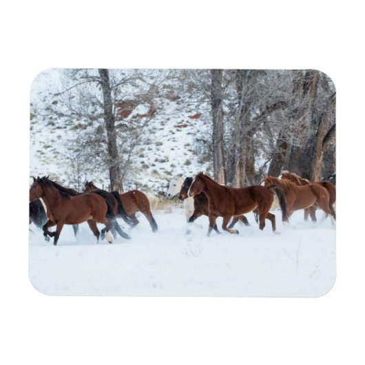 雪の中を駆ける馬の群れ マグネット (横)