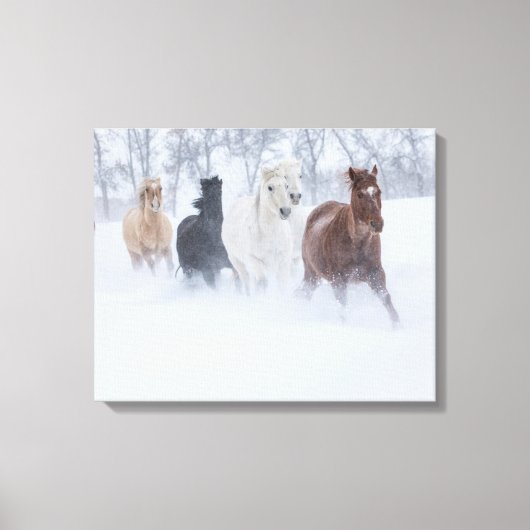 雪の中を駆ける馬 キャンバスプリント (正面)