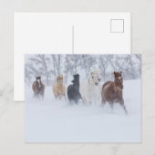 雪の中を駆ける馬 ポストカード (正面/裏面)