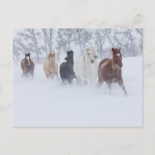 雪の中を駆ける馬 ポストカード (正面)