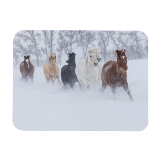 雪の中を駆ける馬 マグネット (横)