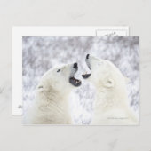 雪の中遊にホッキョクグマ ポストカード (正面/裏面)