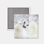 雪の中遊にホッキョクグマ マグネット (正面/裏面)