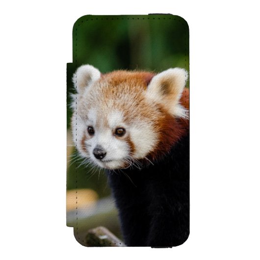雪の丸太に座るレッサーパンダ INCIPIO iPhoneウォレットケース (フォリオ 正面)