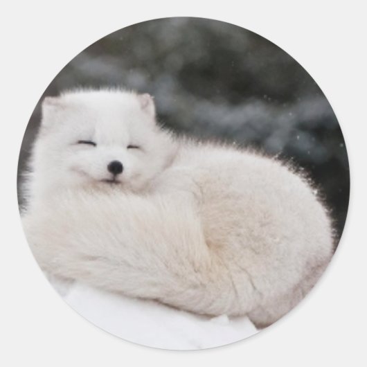 雪の冬の天気凍ってい雪の氷の北極キツネ ラウンドシール (正面)