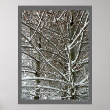 雪の冬の木々の写真