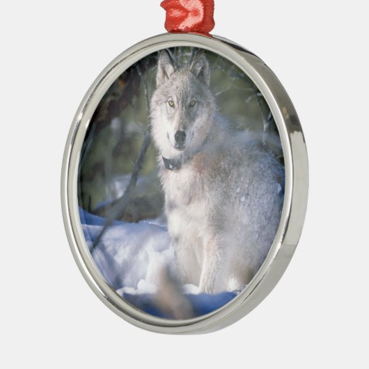 雪の北アメリカの材木オオカミ メタルオーナメント (左)