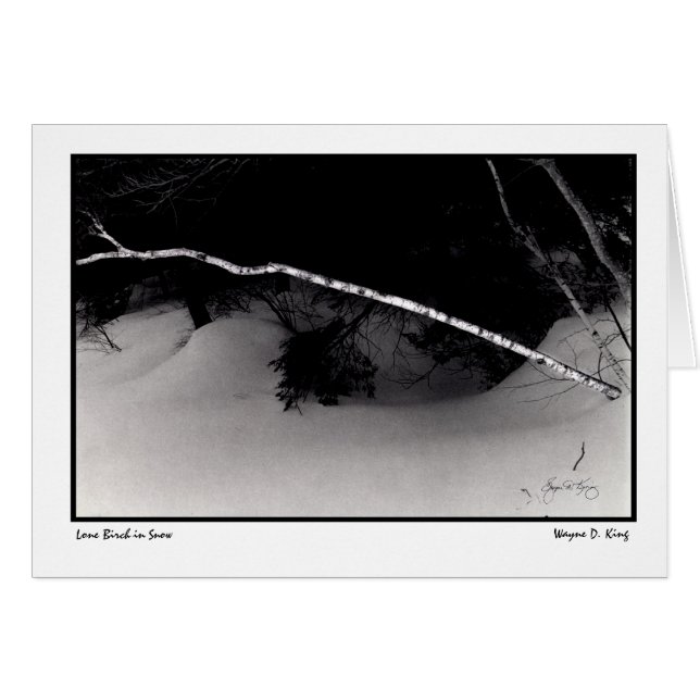 雪の単独樺の木 (正面横)