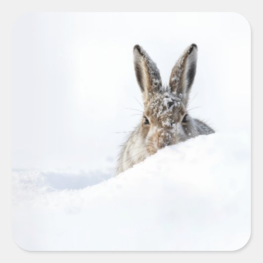 雪の吹きだまりから顔を出すウサギ スクエアシール (正面)