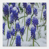 雪の壁紙にブドウのヒヤシンス 壁紙 (正面)