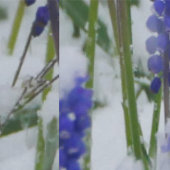 雪の壁紙にブドウのヒヤシンス 壁紙 (縫い目)