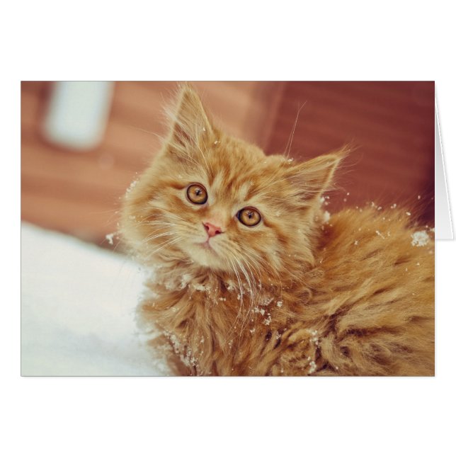 雪の子ネコ (正面横)