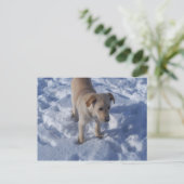 雪の子犬のポストカード ポストカード (スタンド正面)
