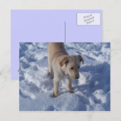 雪の子犬のポストカード ポストカード (正面/裏面)