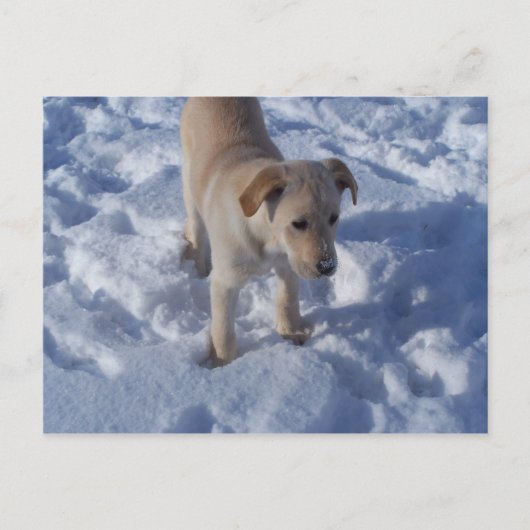 雪の子犬のポストカード ポストカード (正面)